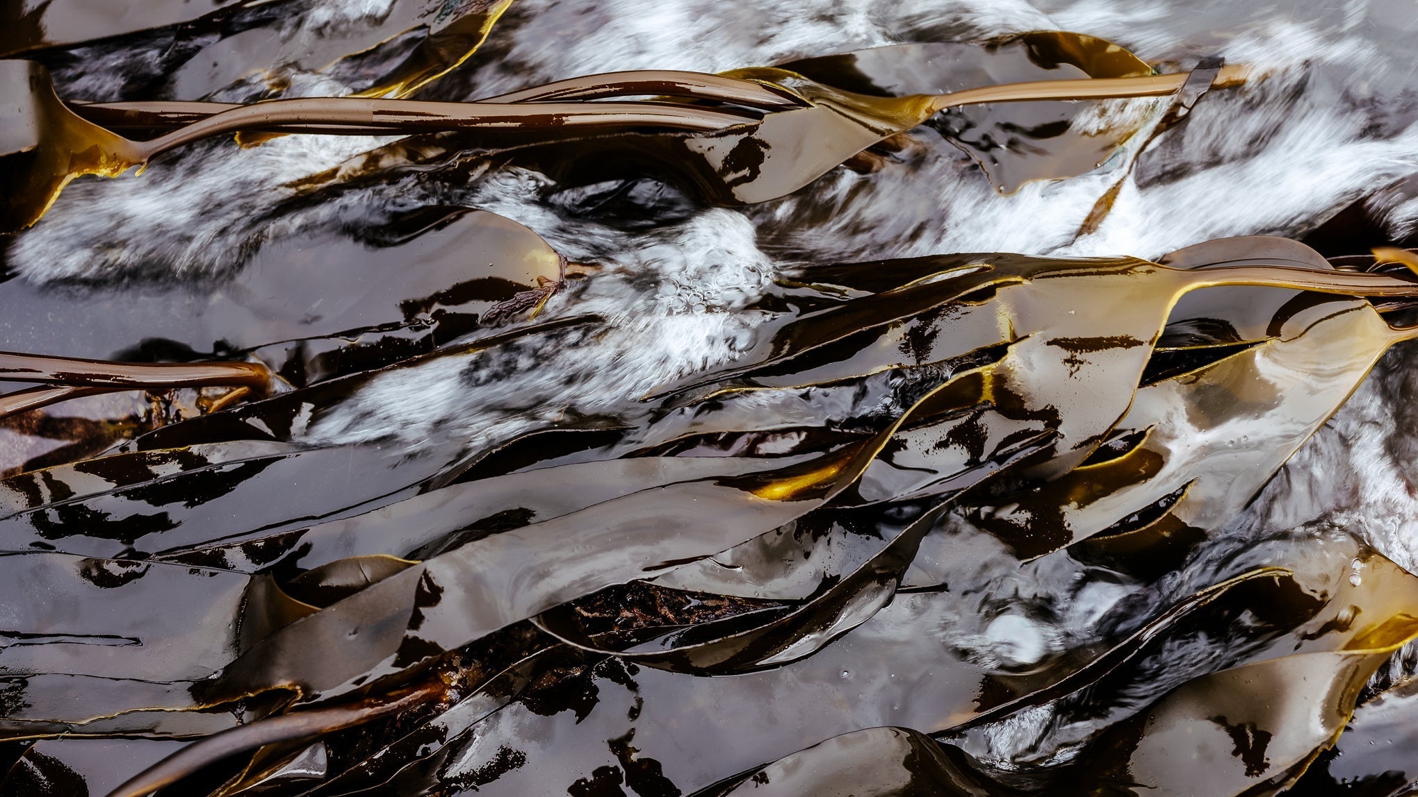 The Life Cycle of Kelp, Explained