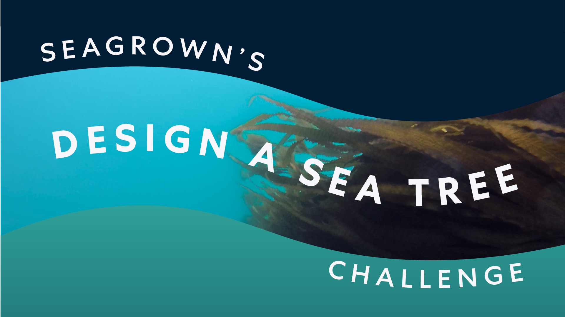 Calling All Young Innovators! Announcing Our "Design a SeaTree" Competition