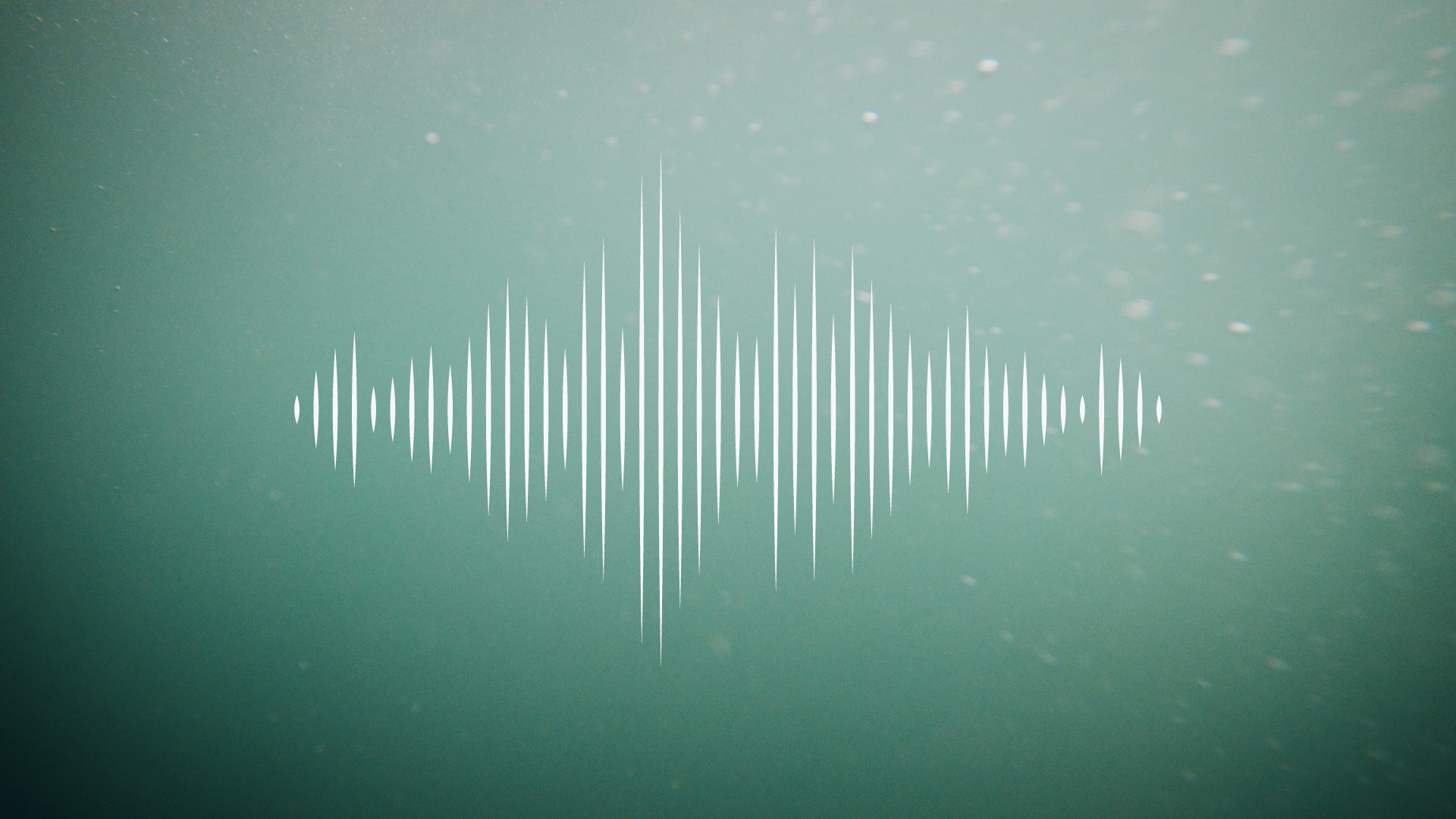 Porpoise_Video_Cover_Website.png