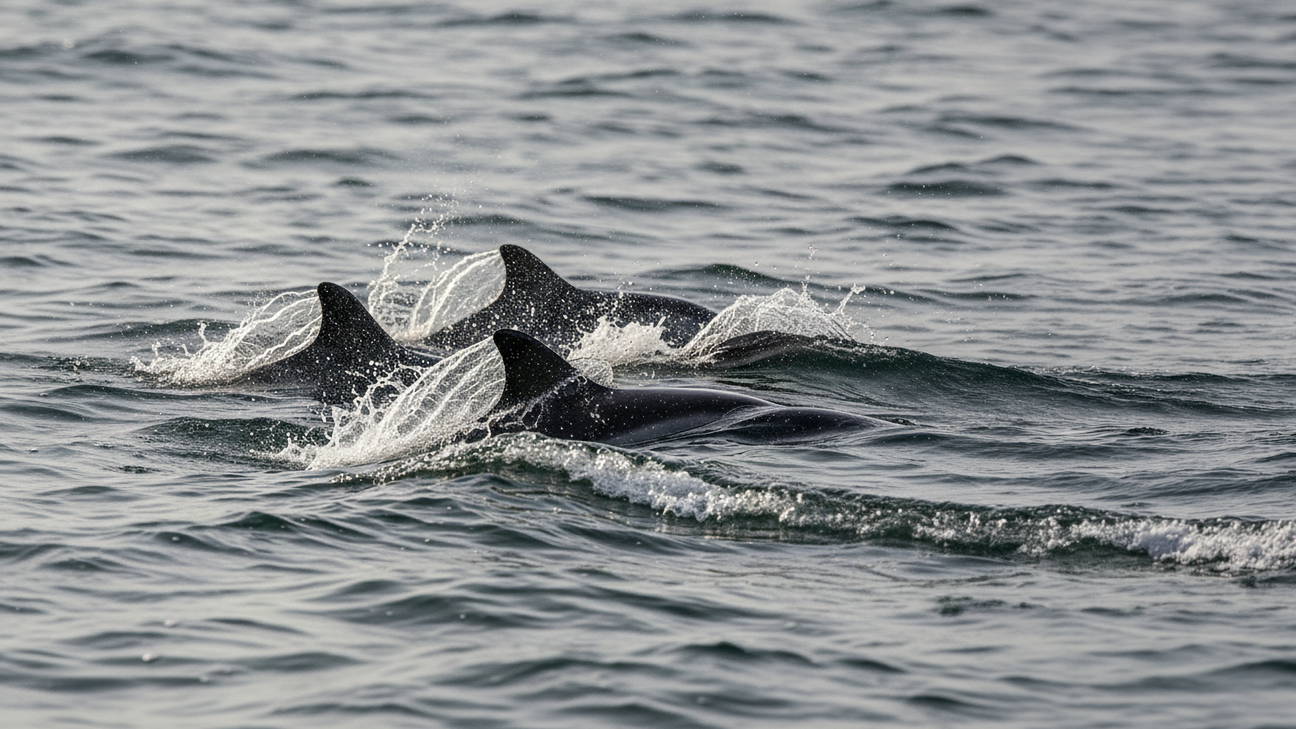 Porpoise_for_Screens.png