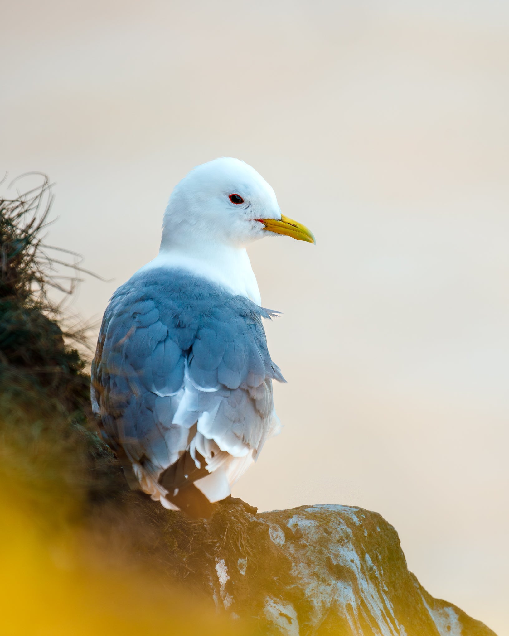 SeaGrown_19-05__24A7894.jpg