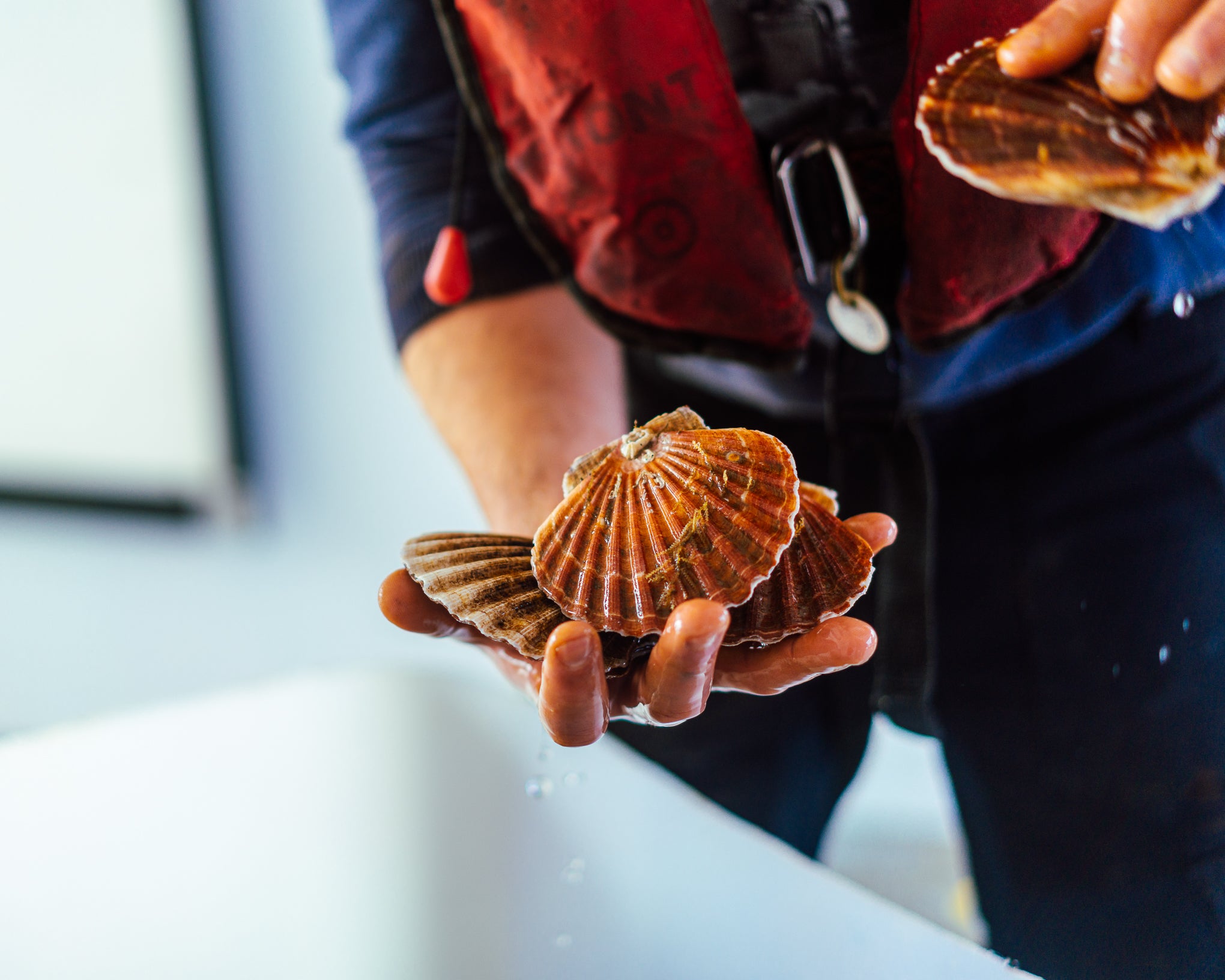A person wearing a red and black life vest holds several browned scallop shells in their hands, with water droplets visible in the air.
