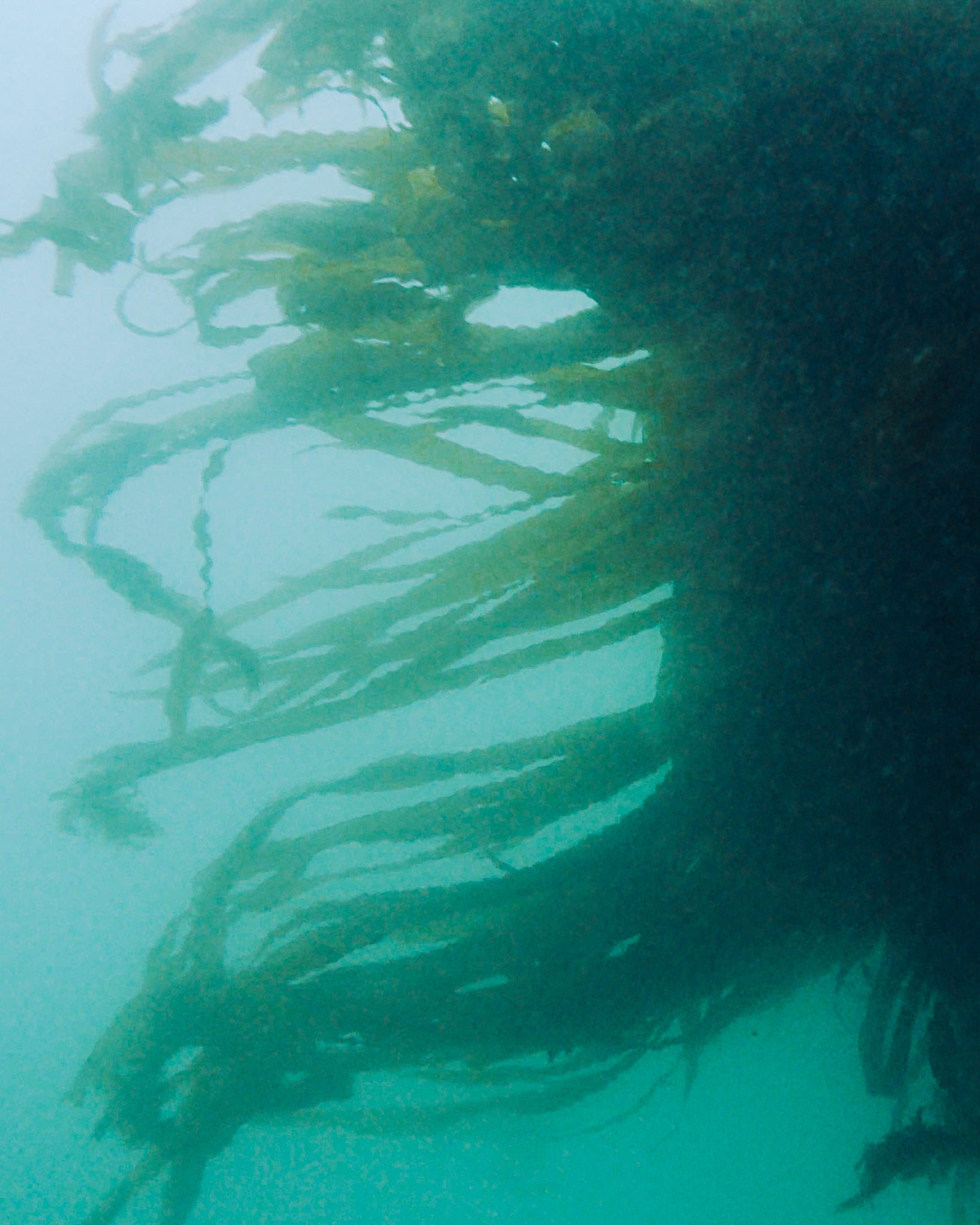 SeaGrown_23-06_GX010481.00_00_17_28.Still005.jpg