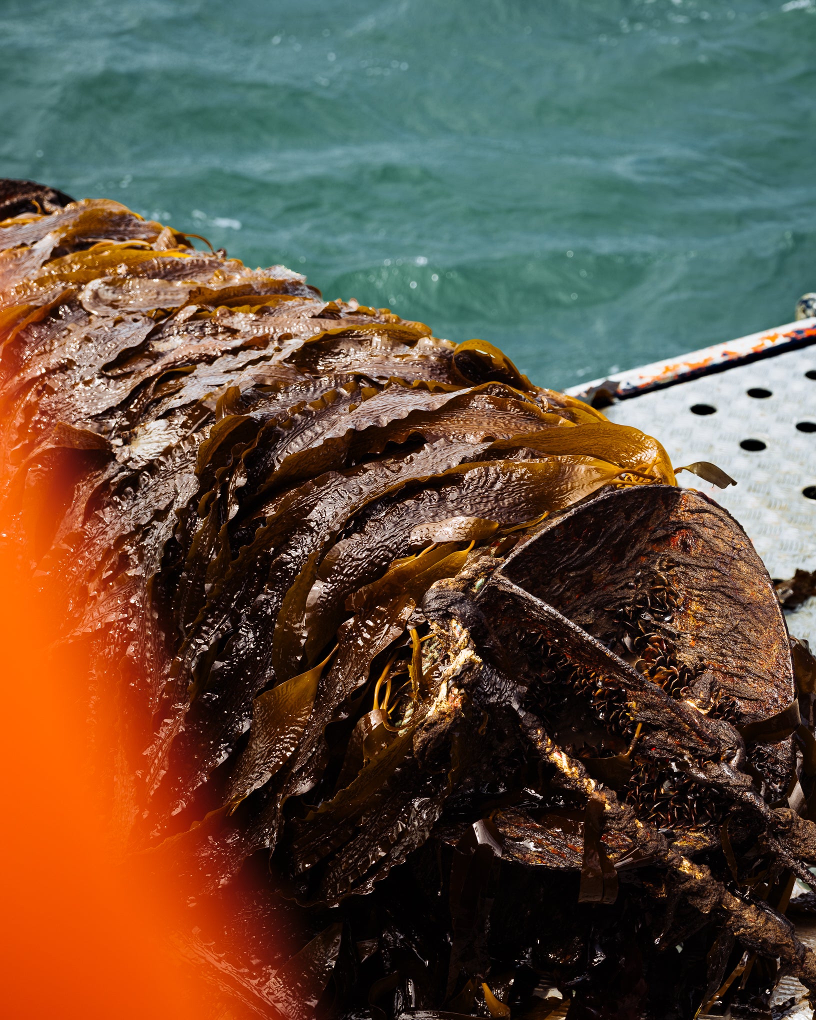 SeaGrown_26-05_GFXS9461.jpg